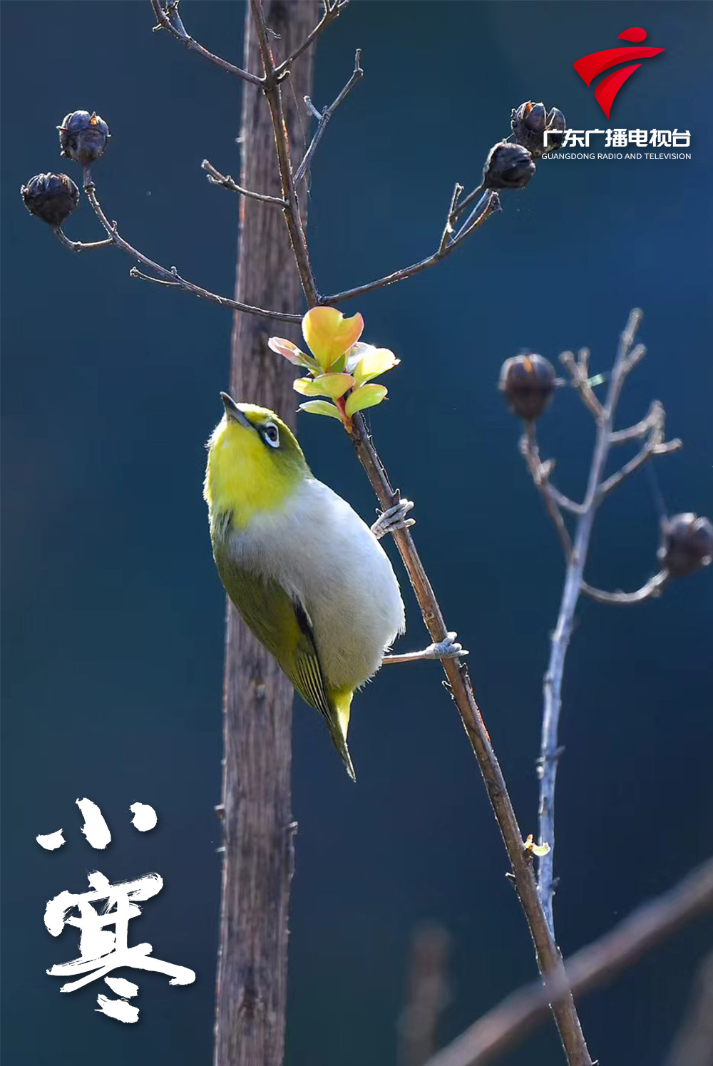 《探春》郑建弟 摄