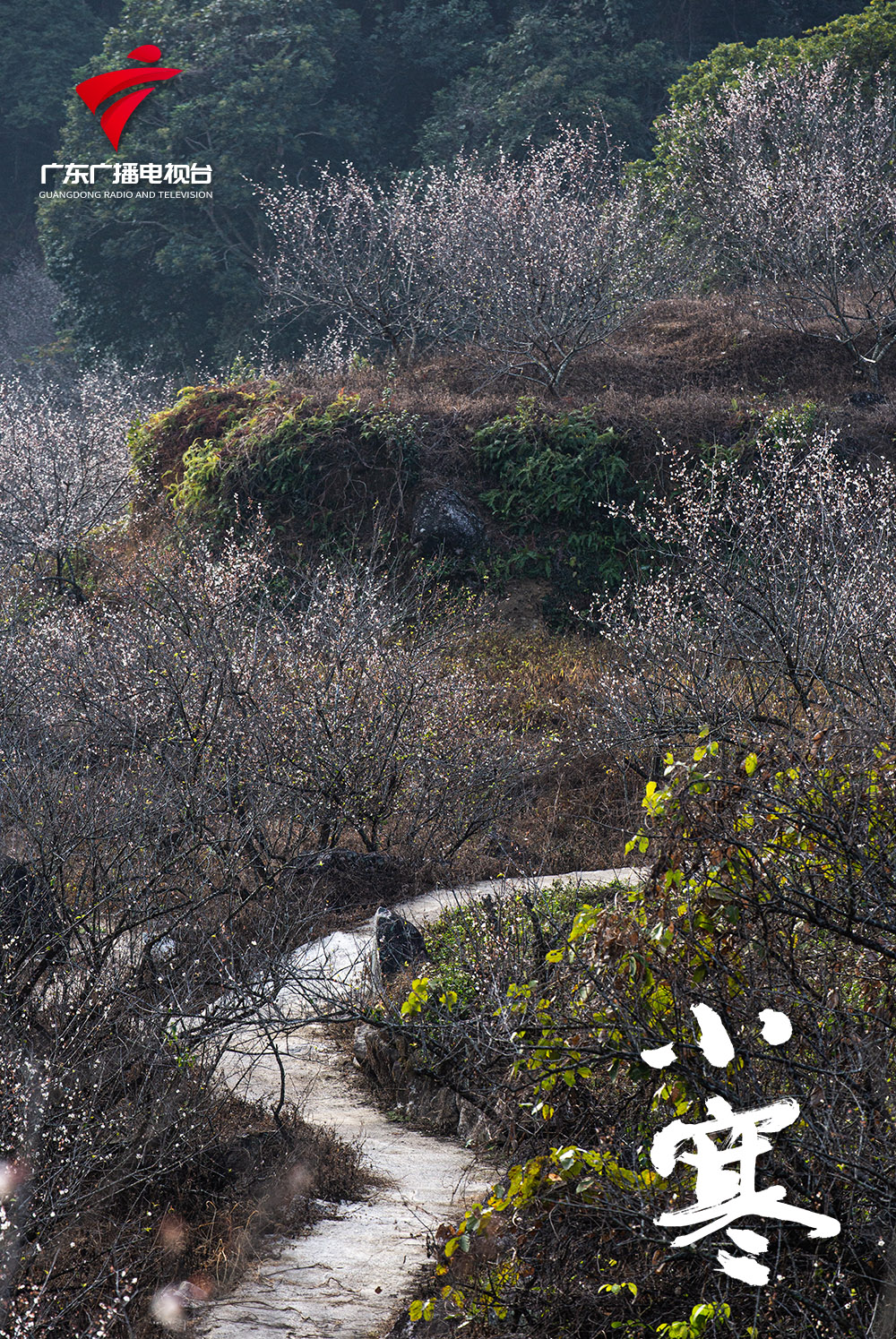 《梅花点点》张思杰 摄