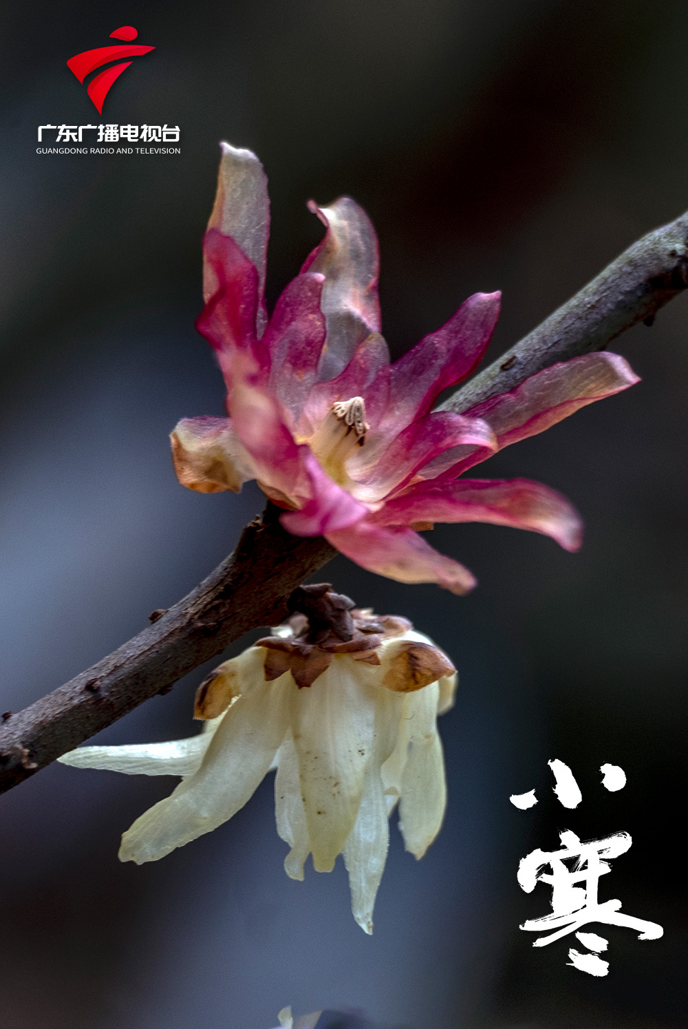 《腊梅花开》陈齐见 摄