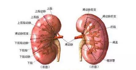 身体这些信号一旦出现, 当心是你的肾脏出问题了!