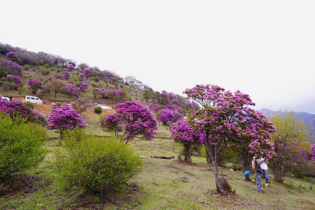 杨向红:大理马耳山杜娟花海 隐藏在大山深处的绝世美景