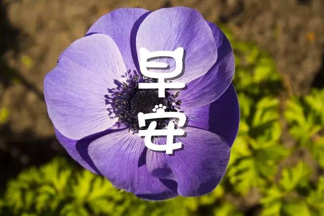 最新早安问候图片鲜花带字 早安经典哲理句子心情说说