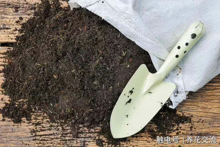 盆栽的琴叶榕叶子经常长黑斑,很有可能是这5点没有做好图片