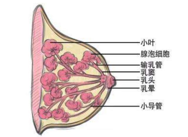 长沙女子腋下长包块,副乳腺增生需要做手术吗?