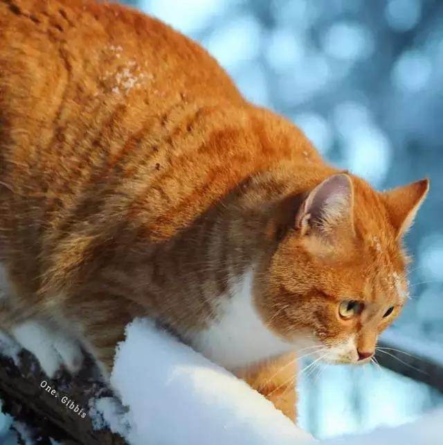 ▼ 像不像漫天的雪地里, 迎面走来一只圆滚滚的东北虎?