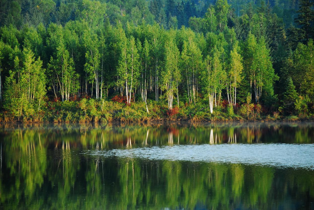 森系夏天" 8月1日黑龙江省生态康养旅游大会与您相约伊春