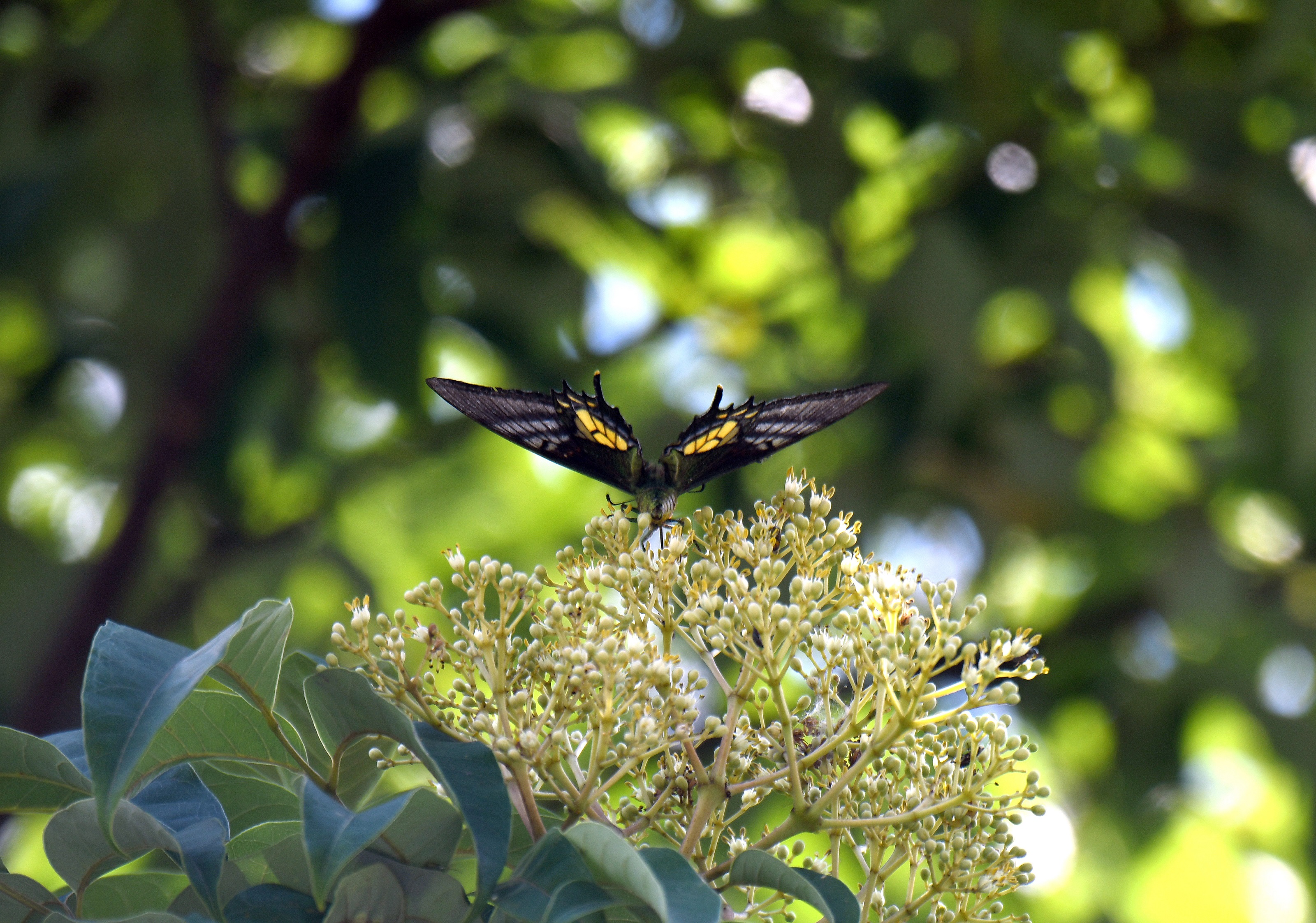 广东新闻广播罕见广东南岭地区拍摄到国蝶影像