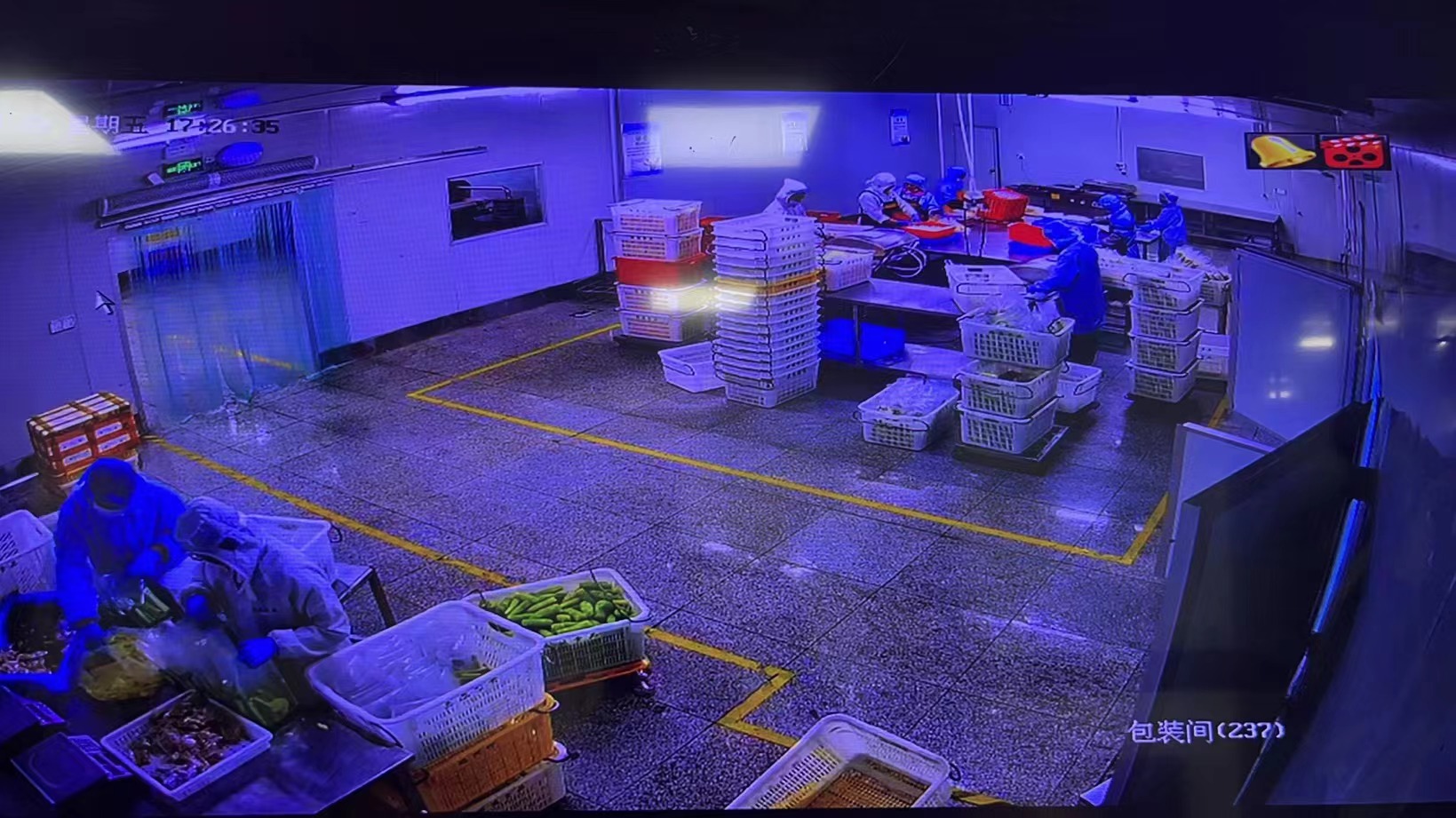 侨丰农业净菜分选车间内，员工正紧张有序地工作