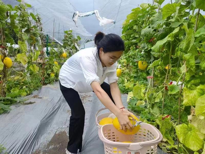台风“马鞍”登陆前，乡村振兴志愿者冯静裕和果农一起“抢收”瓜果