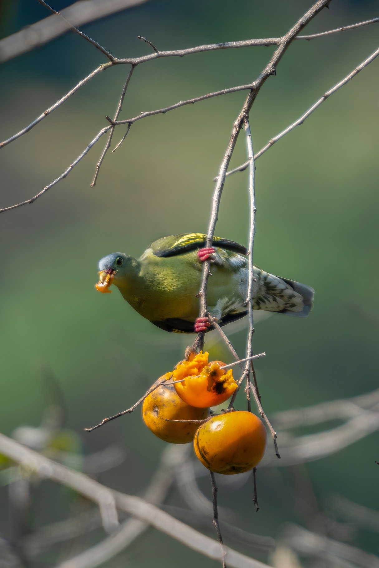 刷新广东鸟类纪录鼎湖山首次发现厚嘴绿鸠和楔尾绿鸠
