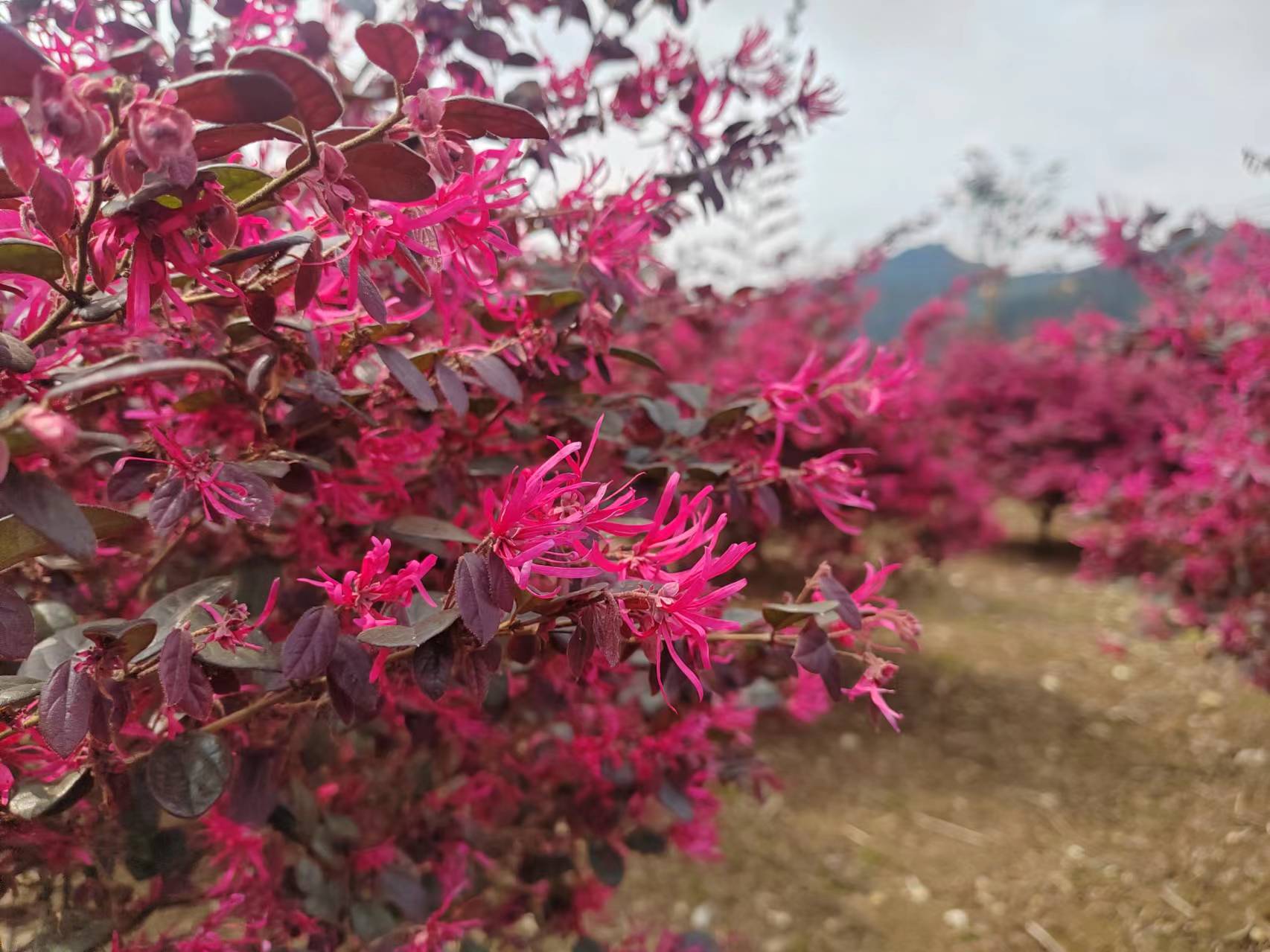 红花檵木真实图片