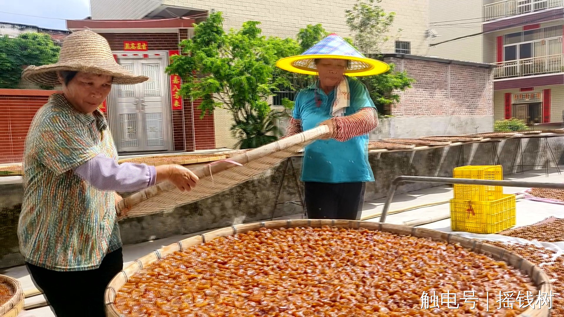 白枣是如何变成蜜枣的