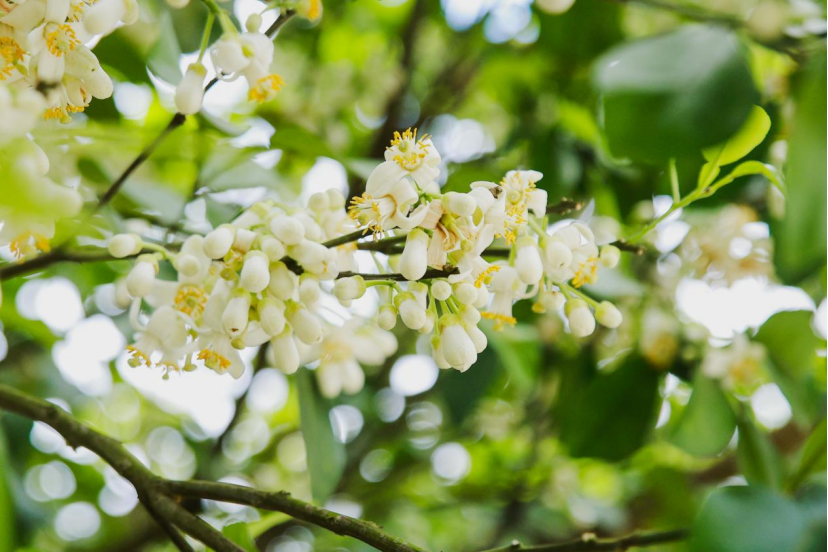 春日的化州，生机盎然，处处弥漫着化橘红的芬芳