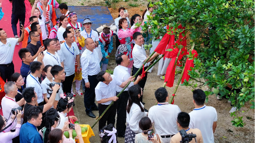 夏日硕果盈枝，承载农户一年的期盼