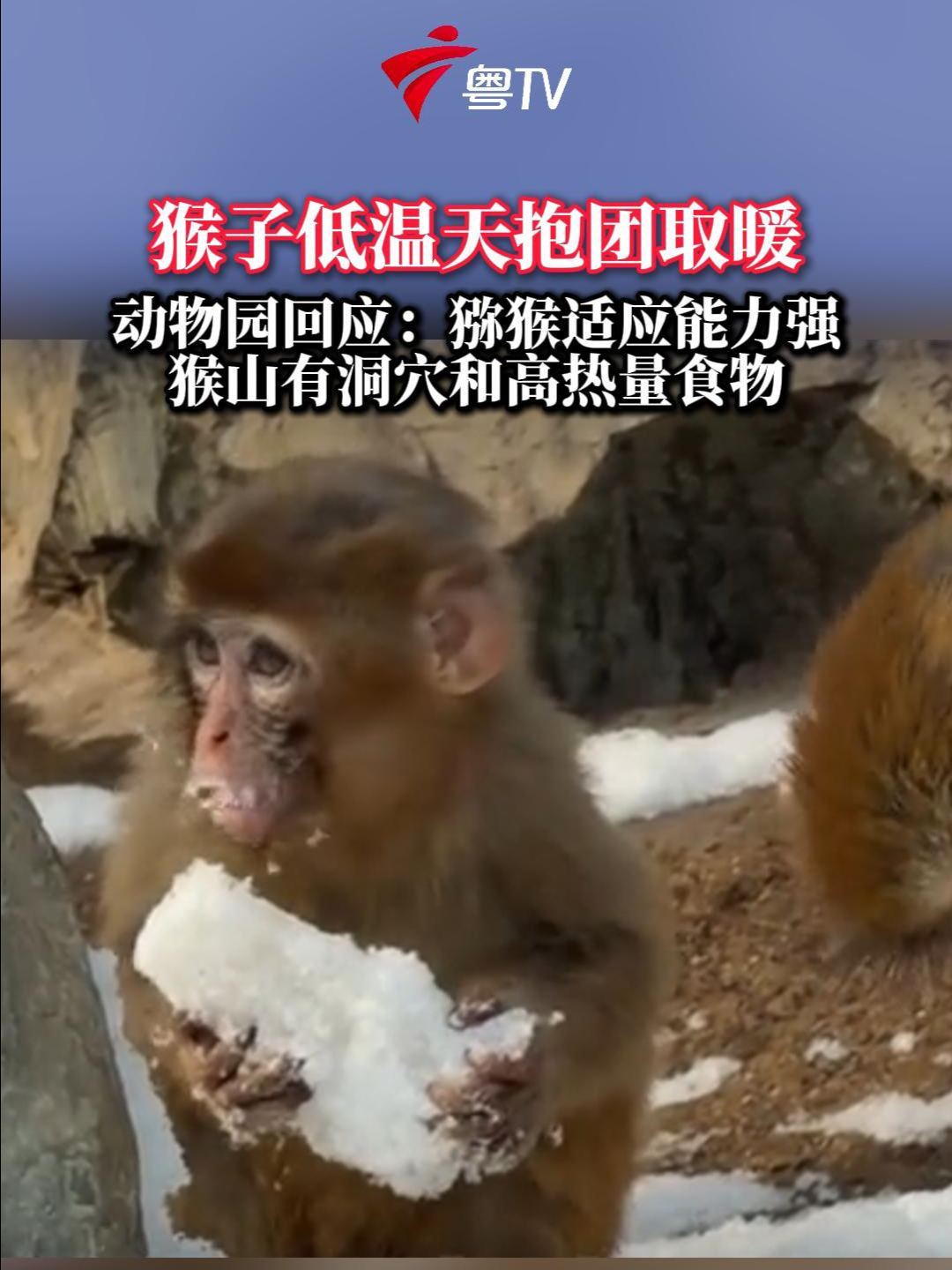 猴子低温天抱团取暖动物园回应：猕猴适应能力强