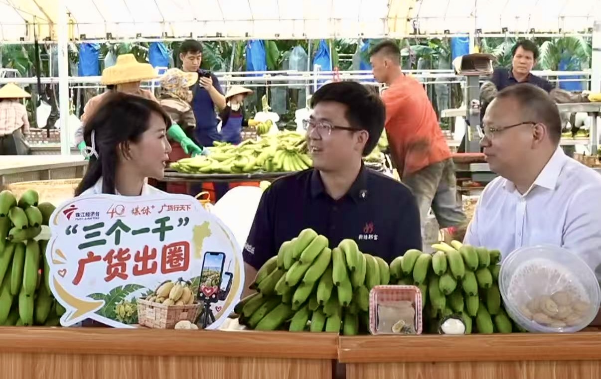 　　湛江香蕉原产地助农直播现场，珠江经济台主持人薛琦（左）与驻化州市新安镇新塘村第一书记杜伟灵（中）、水利部珠江委驻东涌工作队长汪义杰（右）进行访谈