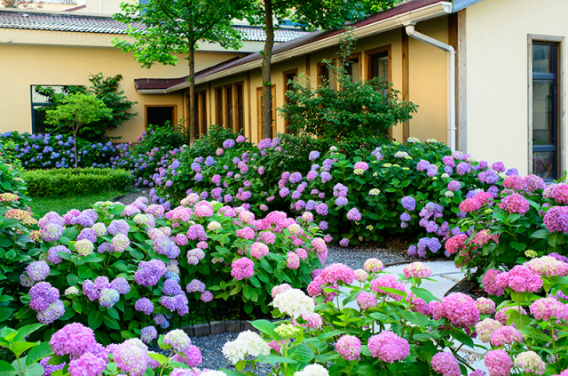 如何养出最美"无尽夏"