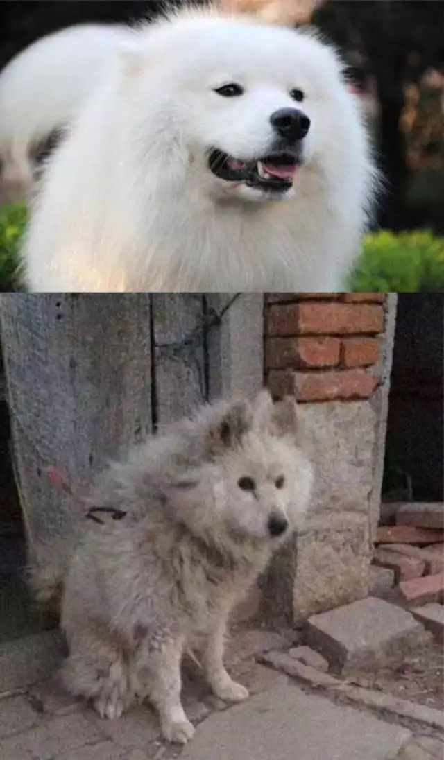 我也正式地从一只体面的单身狗   变成了一只落魄的单身狗