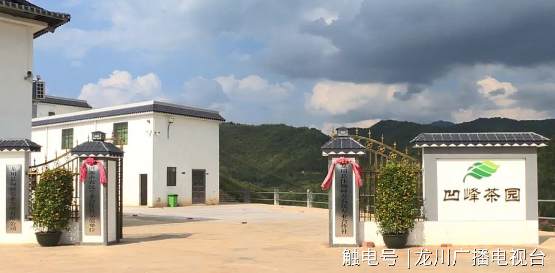 细坳镇凹峰茶园成立于2013年,并于2015年成立了龙川县伟顺种养农民