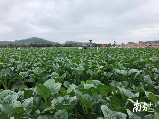 鹤山双合蔬菜基地年产蔬菜5000多吨，菜心、芥蓝、小白菜获得了国家绿色食品的认证，被省农业厅认定为广东省“菜篮子”基地。任龙 摄