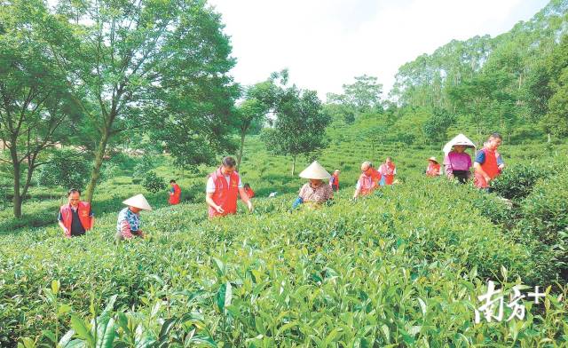 情是侨乡浓，茶是鹤山红。双合镇旅游办供图