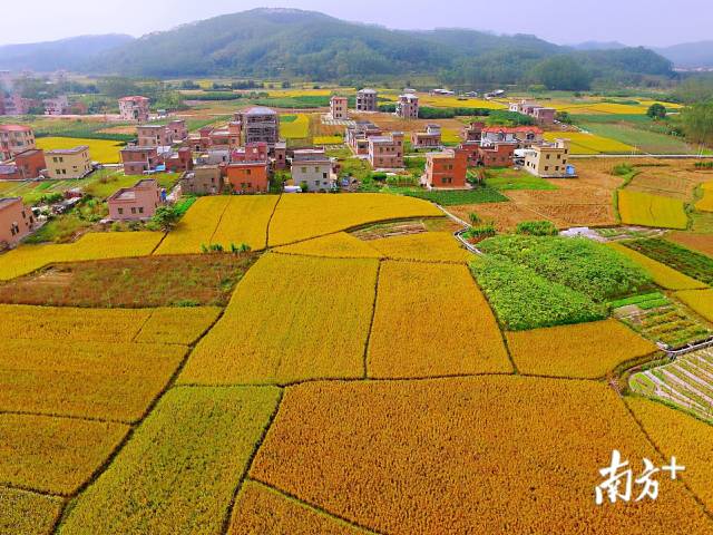 鹤山宅梧选田村，水稻丰收庆丰年。赵兰芳 摄