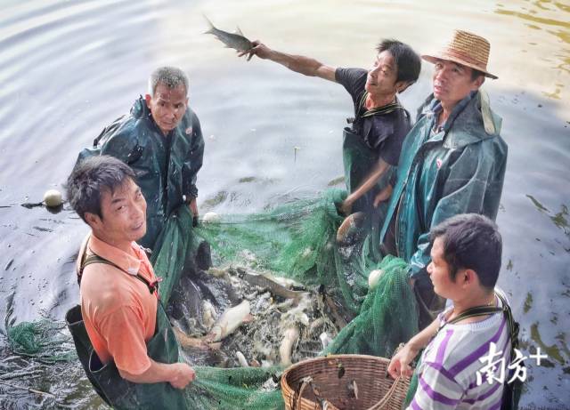 鹤山古劳水乡有鱼塘和耕地一万多亩，是典型的湿地生态地貌。冯铭军 摄