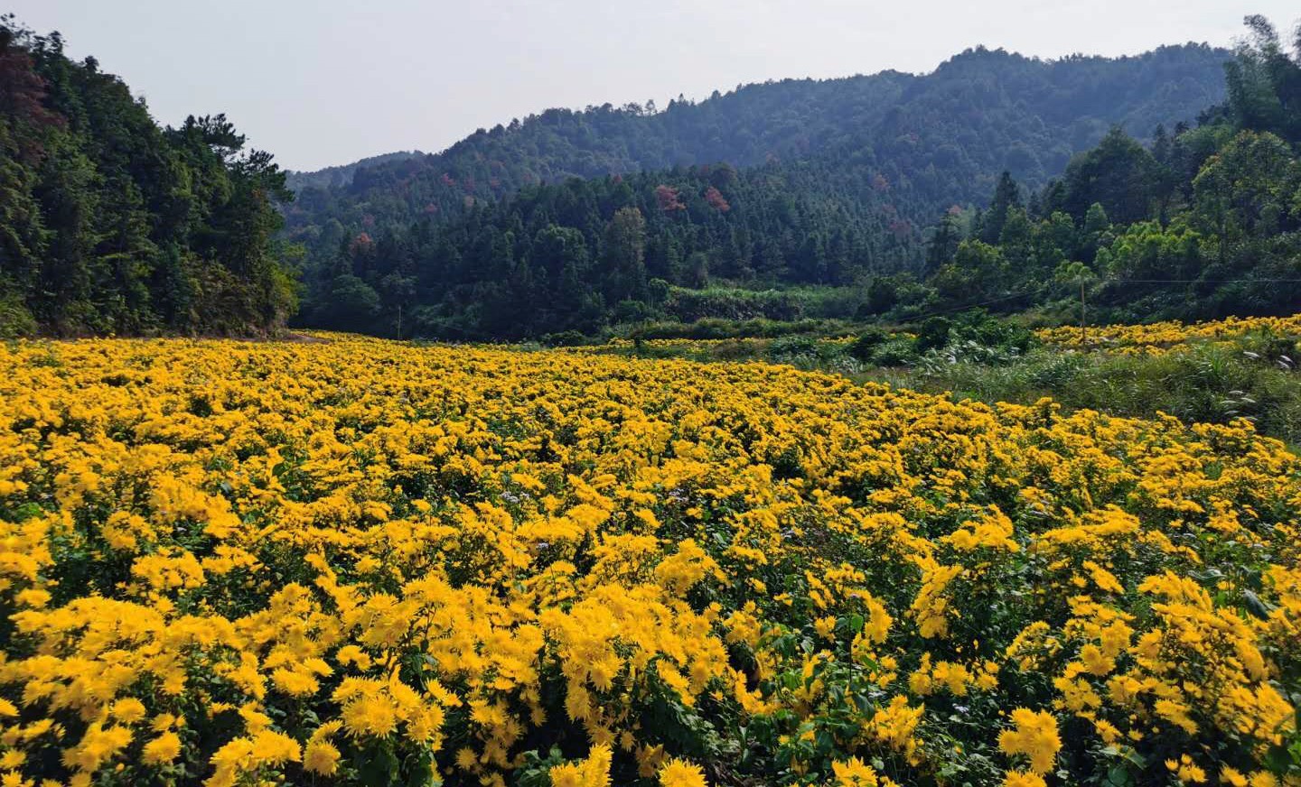 广东河源东瑶村:金丝皇菊花开 扶贫路上飘香