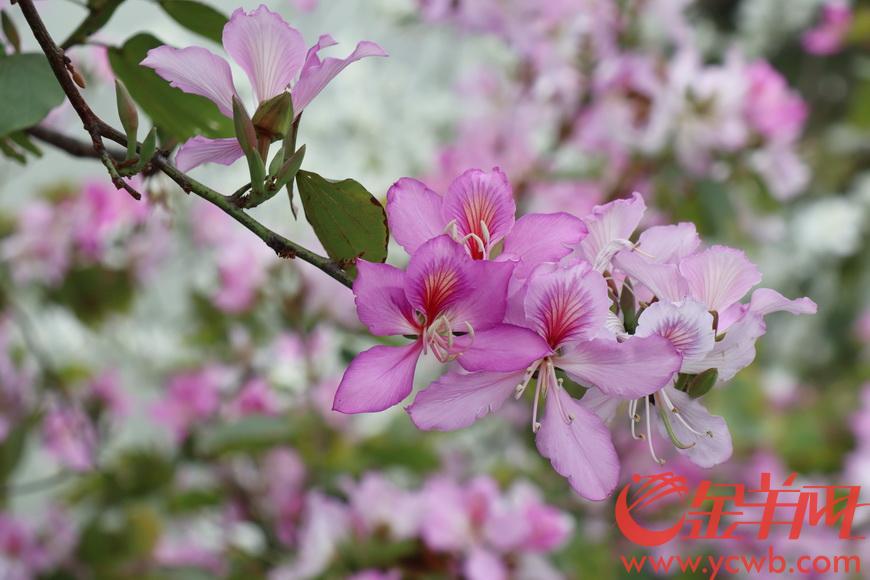 广州海珠湿地数千株宫粉紫荆盛开
