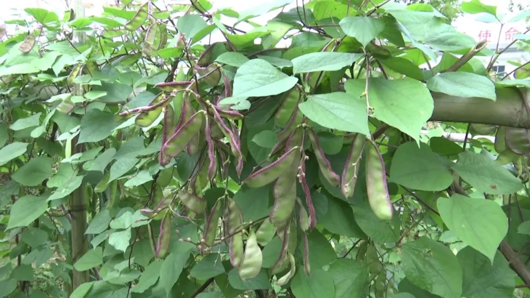 青云村千亩红边扁豆上市