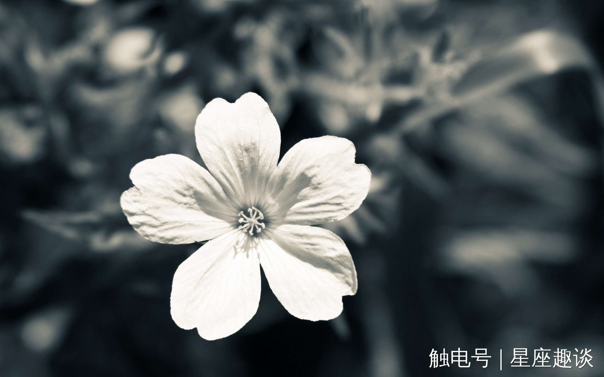 8月6日星座运势:心无旁骛,勇往直前的四大星座