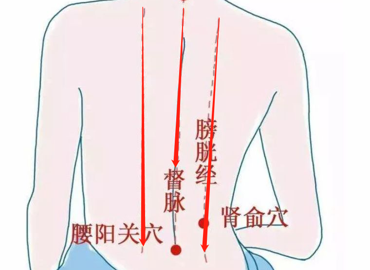 背部的 督脉和两侧膀胱经可联系五脏六腑 从上至下刮拭有通背清肺