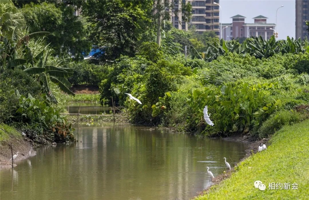 新会梅江湿地公园图片