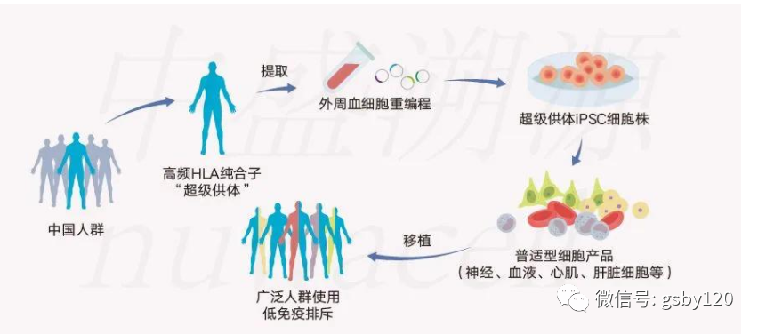 说的是mds比白血病更复杂,转白后治疗更难,做骨髓移植不一定能成功