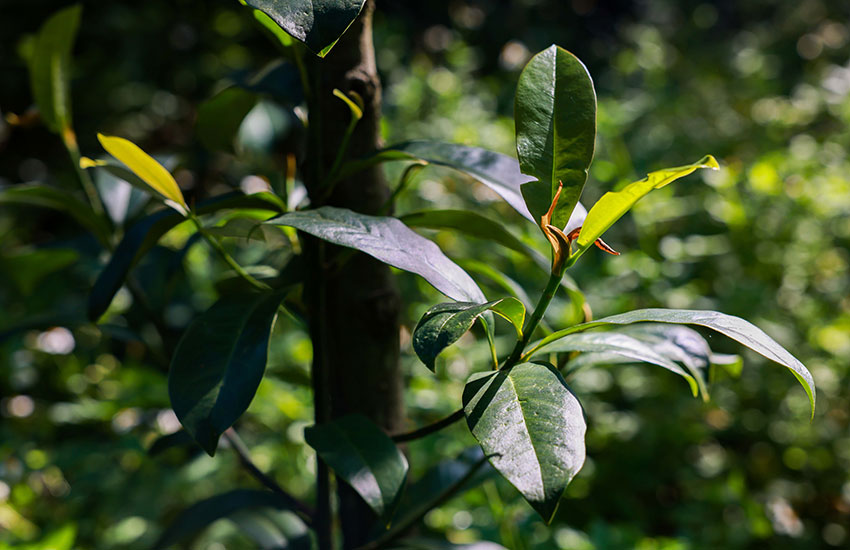 云南开远成功育活百余株华盖木