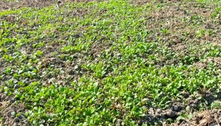 县农业技术推广办公室的技术人员认真观察绿肥作物紫云英的生长情况