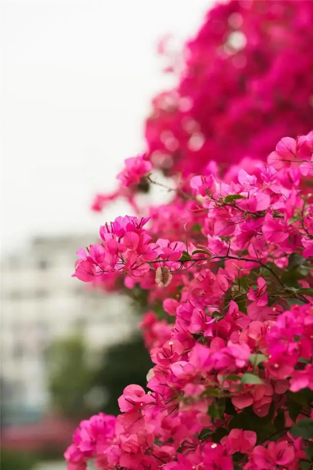 江门的市花图片