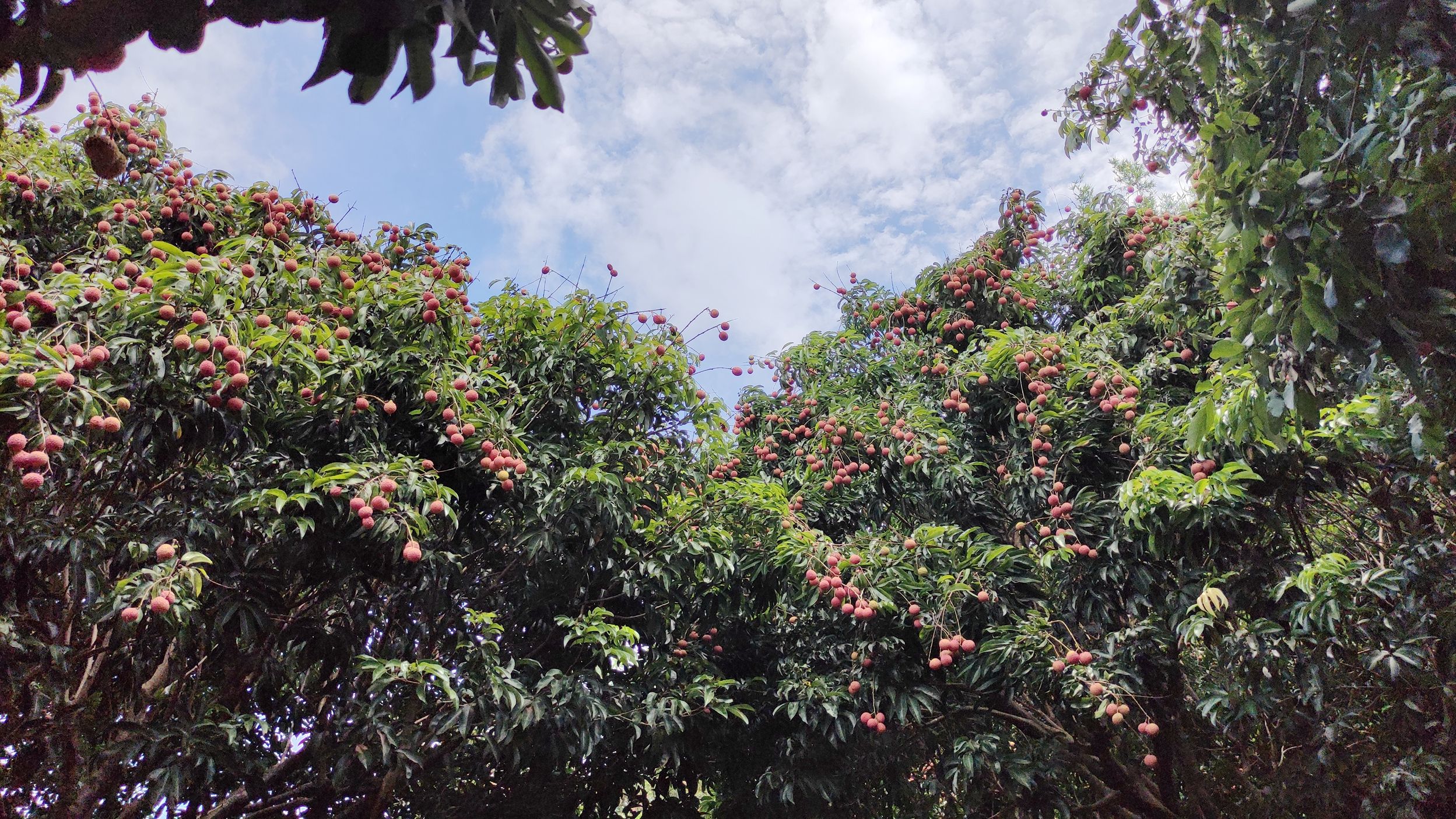 一片片红彤彤的荔枝挂满枝头,红绿相间的景色成为一道靓丽的风景线