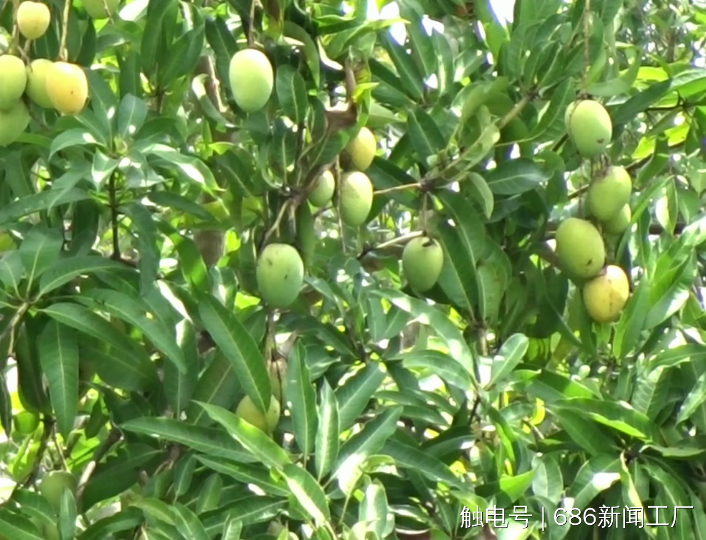 广州有所 "芒果大学" !