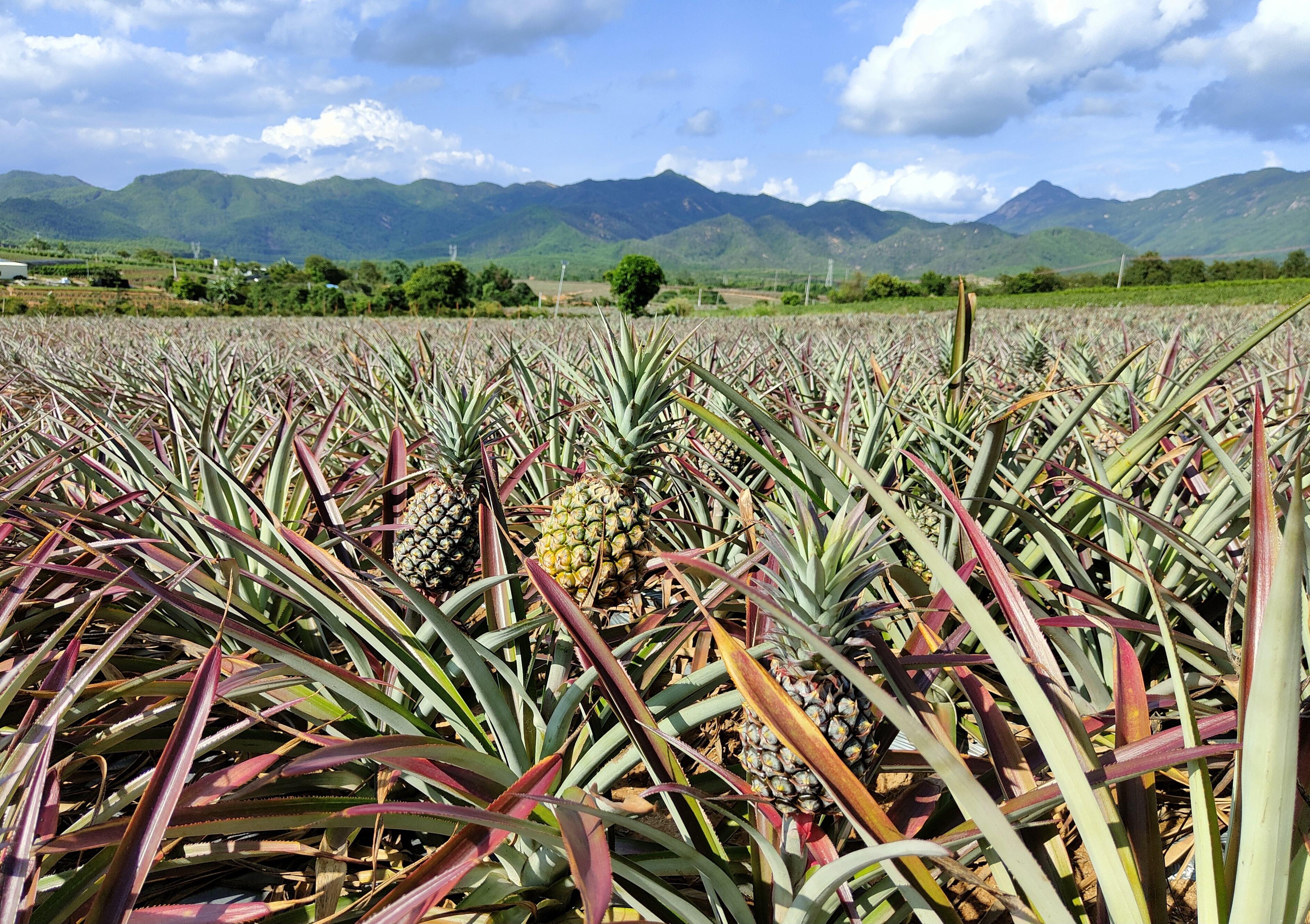 凤梨成熟季田间采摘忙