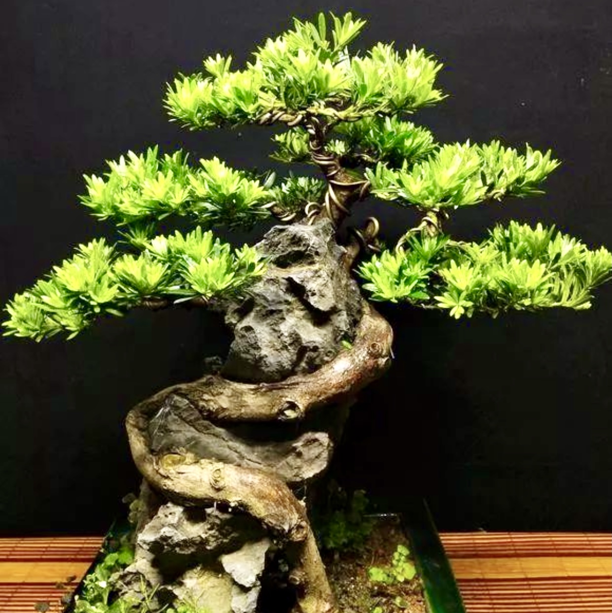 贵妃罗汉松