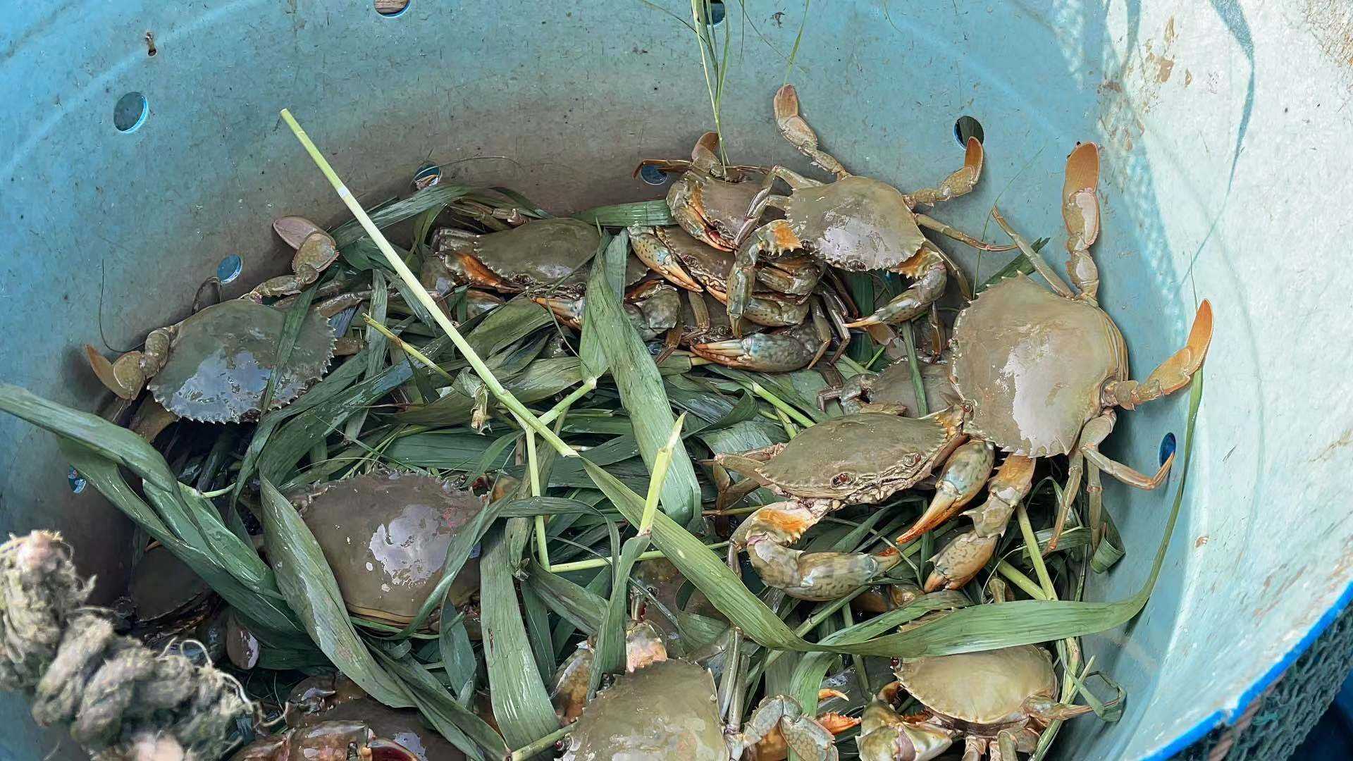 中秋临近台山青蟹大量上市