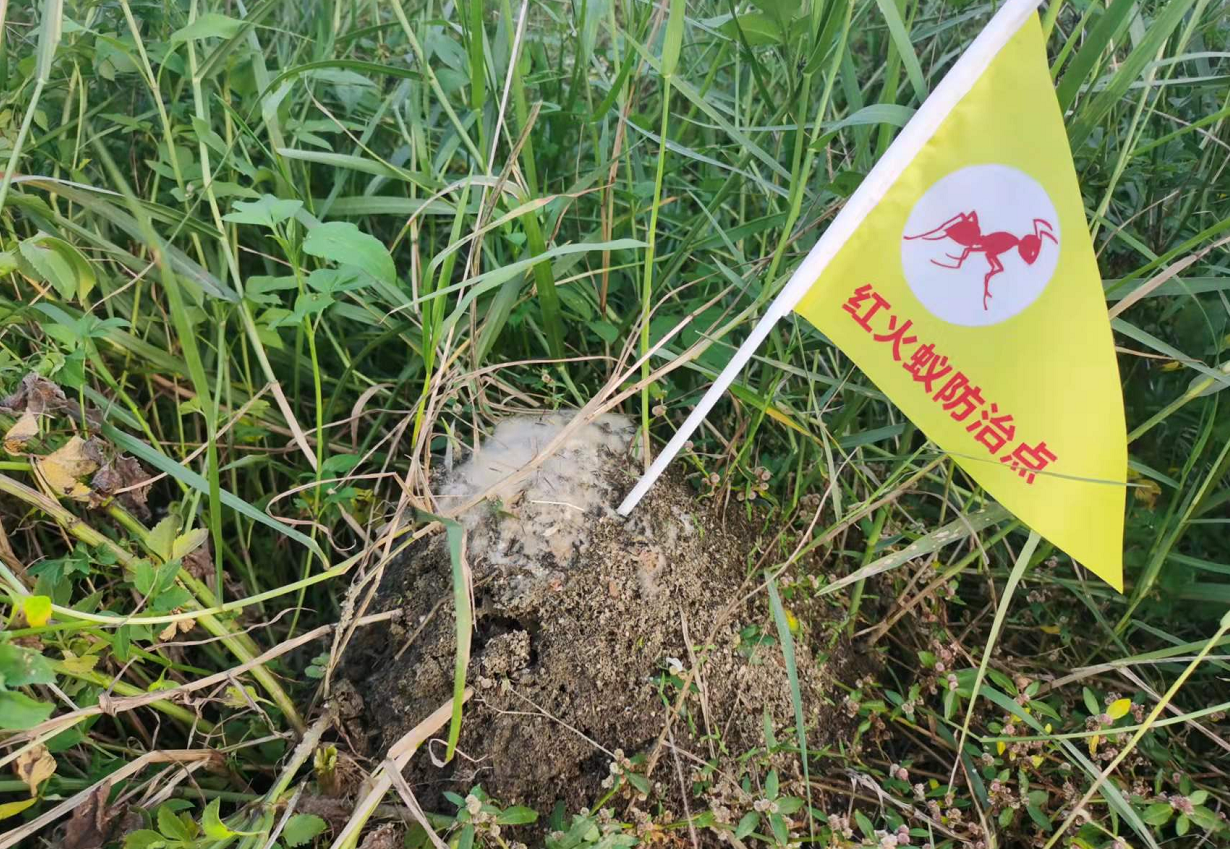 防治面积千余亩!太平镇持续开展红火蚁防控攻坚行动